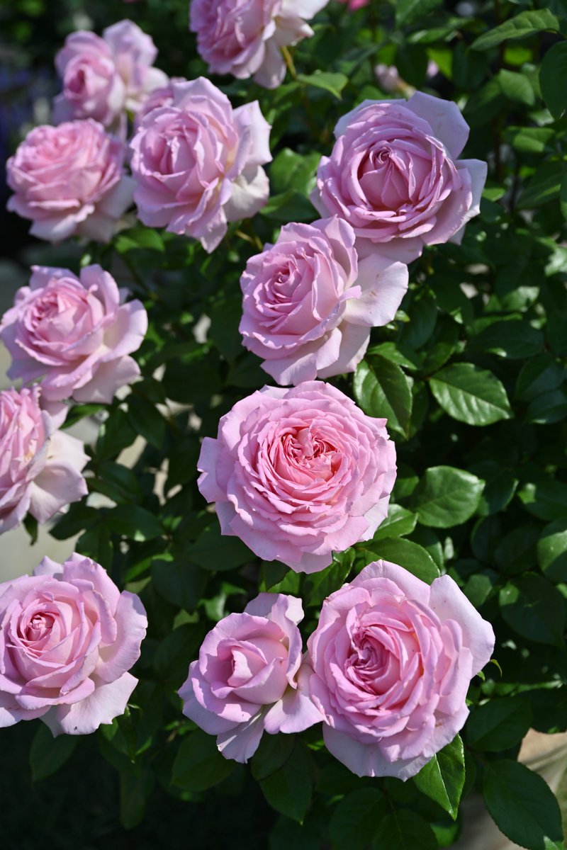 はなはなショップ