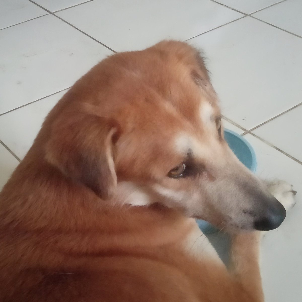 drippinchacha's tweet photo. halo, kalau tweetku lewat, aku mau minta tolong bantu doa buat monchis cepat sembuh 🥺 terima kasih sebelumnya ya🥺🙏🏻 https://t.co/KlLCYPgjrN