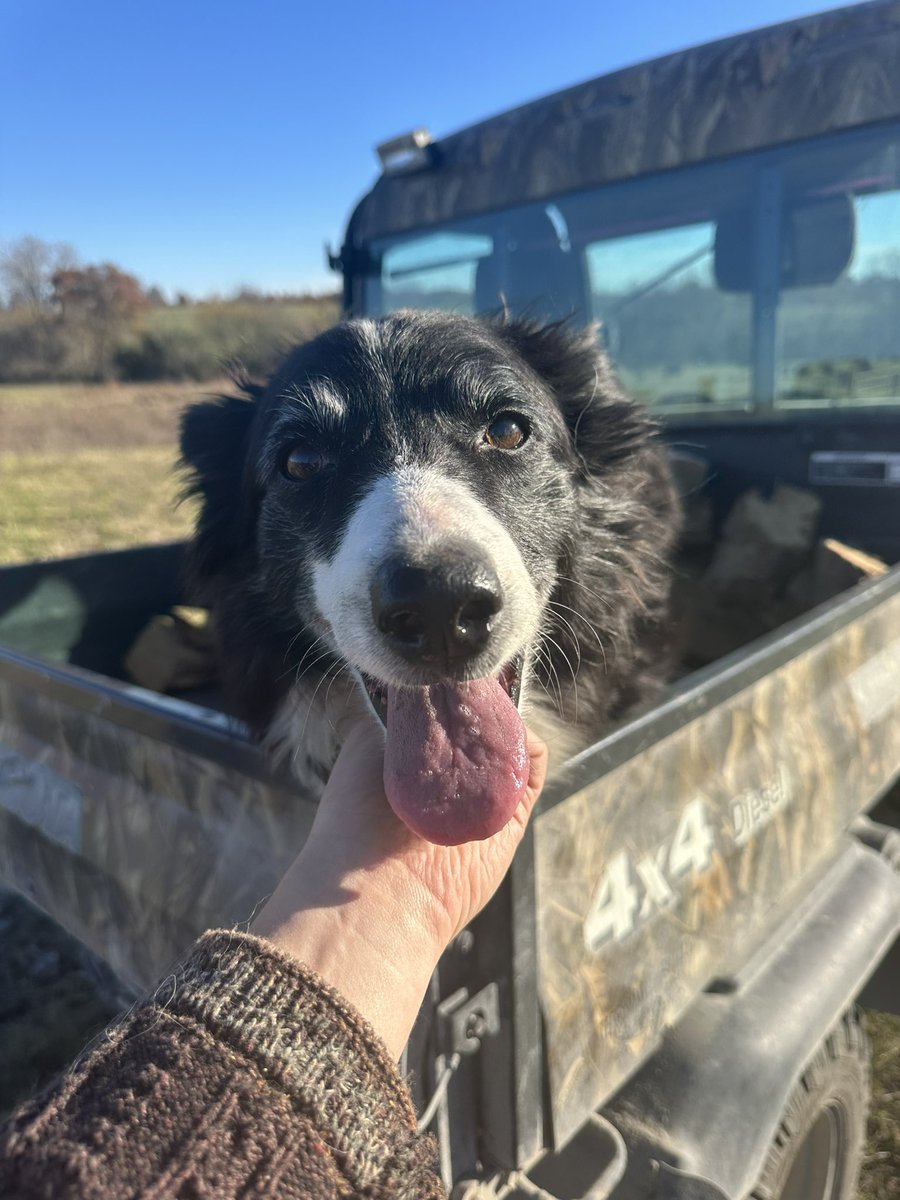 I met a <a href="/PHARMDogUSA/">PHARM Dog USA</a> dog at her farm in Missouri today. This program pairs trained dogs with disabled farmers across the country. Stay tuned to see how Sweet Baby Jo helps on the cattle operation in Maysville, MO. 🐶