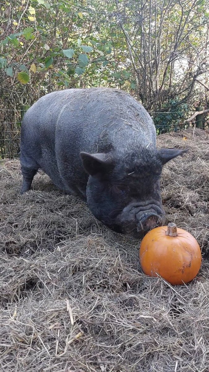 Rodney Vs the Pumpkin 🎃🐗

He thoroughly enjoyed chomping his way through it. 

Please help us bring more funds into the Sanctuary so we can cover our running costs by becoming a #Pigoneer 🐷
globalvegancrowdfunder.org/pigoneer-2000-…

Or by making a one time donation 
donorbox.org/beneath-the-wo… 🐗🙏