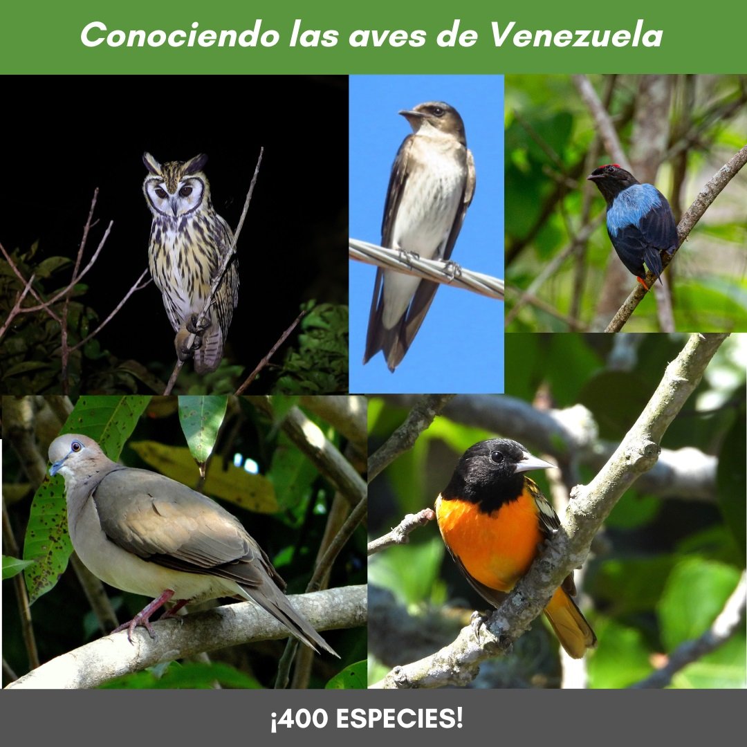 ¡400 especies! Es un hito de la campaña #ConociendolasavesdeVenezuela para difundir nuestra rica avifauna y contribuir a su conocimiento y conservación. ¡Gracias a los fotógrafos amigos que nos apoyan con sus fotografías! Ver mas facebook.com/share/p/15AzTD…