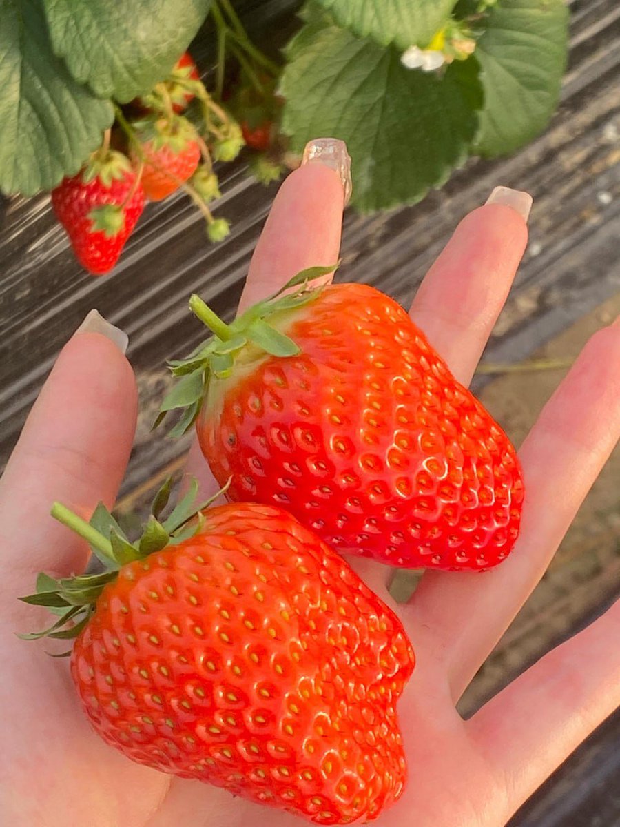 sarousht's tweet photo. Life is berry sweet when strawberry picking season arrives! ... https://t.co/CvAFpeUx91