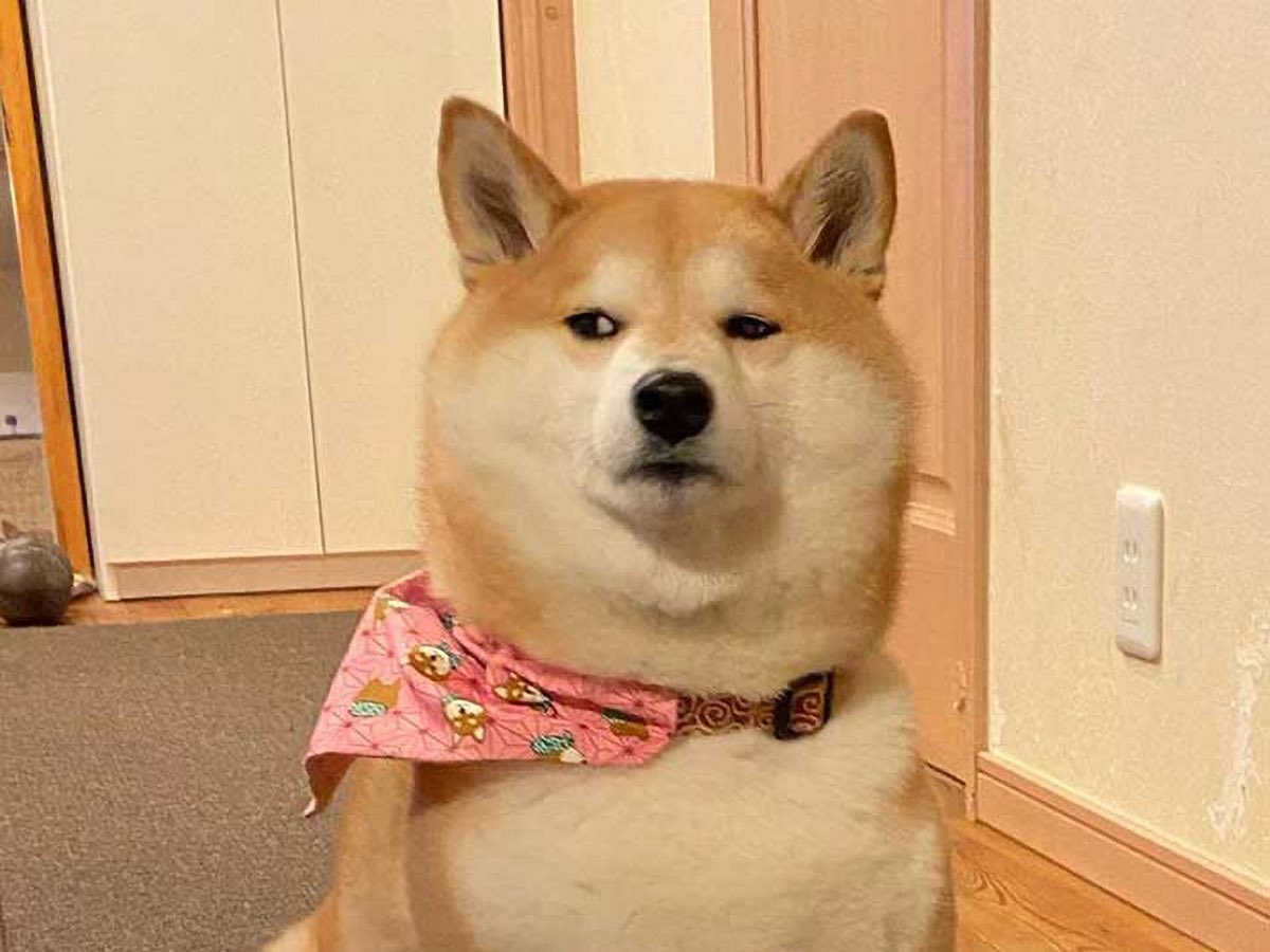 F451deg's tweet photo. Let me see if I got this right. Trump wants to appoint Elon Musk to head a new Department of Government Efficiency (D.O.G.E.) to […checks notes…] reduce the size of government. A department. To reduce government. Named DOGE

Are we living in a meme world now?

#DOGE #DOGEisDumb https://t.co/fxpXi0i0oF