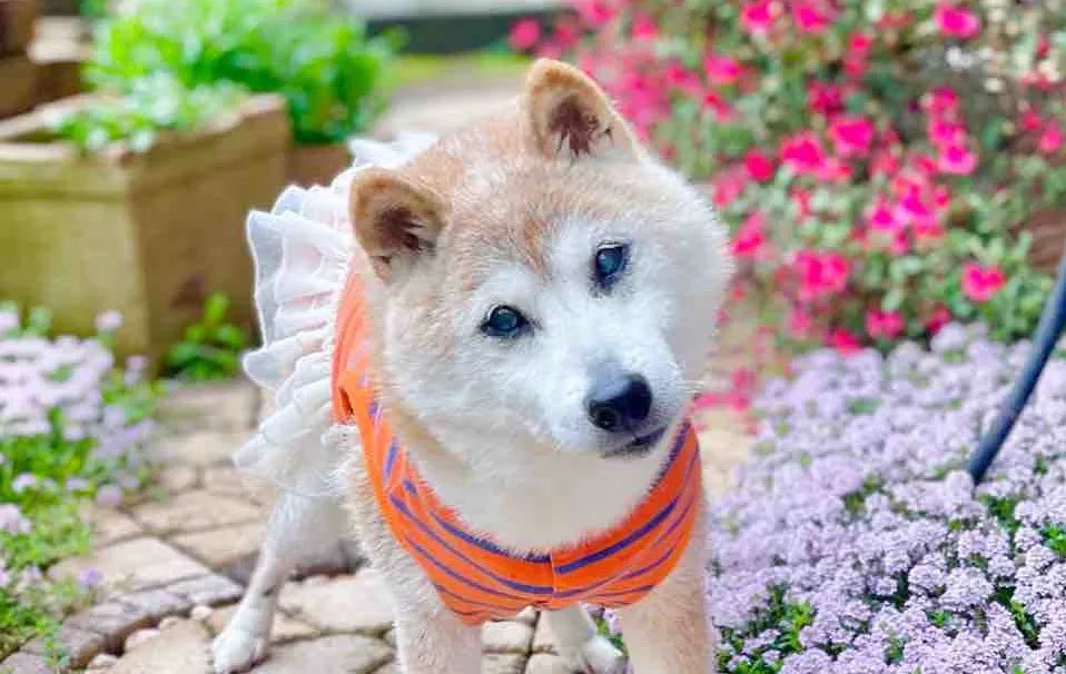 goldenotter12's tweet image. may god smite the parasite called elon musk for forever ruining the reputation &amp;amp; legacy that kabosu left behind