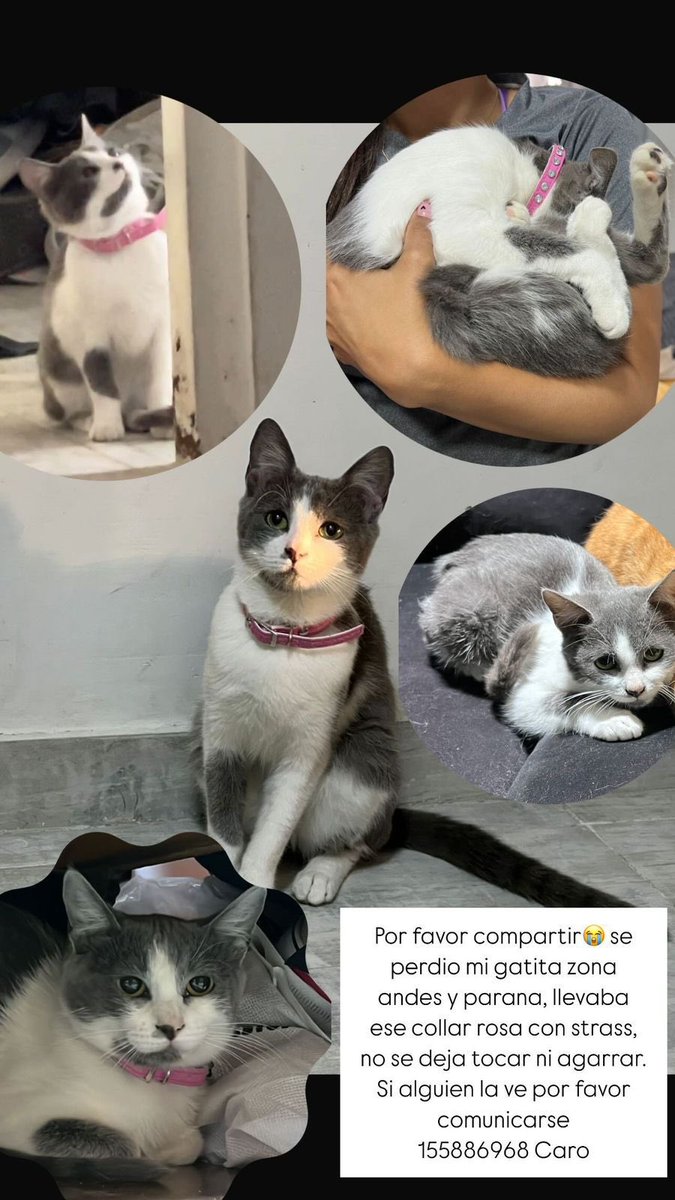 CaroAguirre_4's tweet image. Llega la noche y todo empeora aun mas😭 hay recompensa por favor compartir!