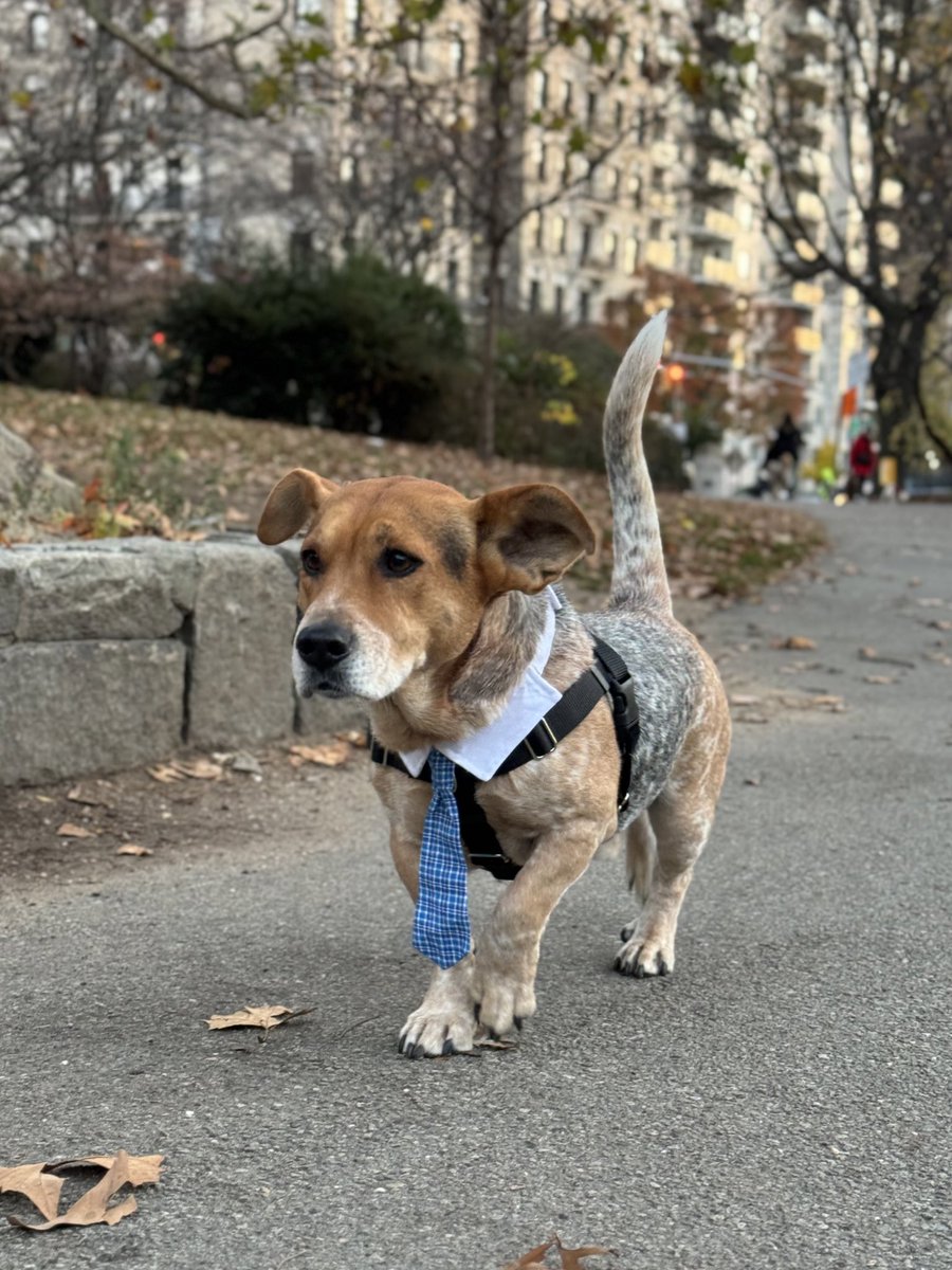 Simon has officially been elected as the next Dog Mayor of NYC!!! 

Sincerely, thank you to every single person who voted for him. This will be a bright spot for all of us over the next two years.