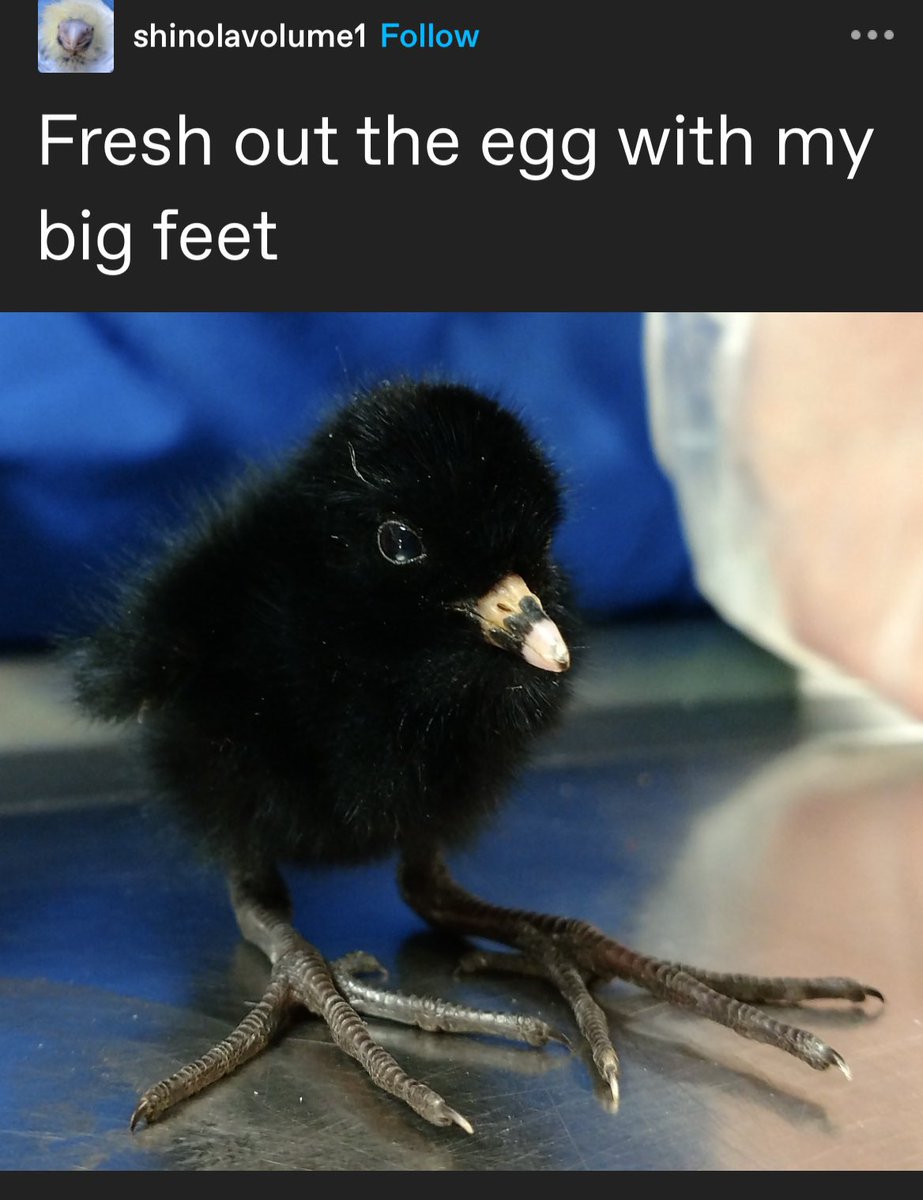 notSIug's tweet image. ITS FRESH OUT THE EGGS!!!