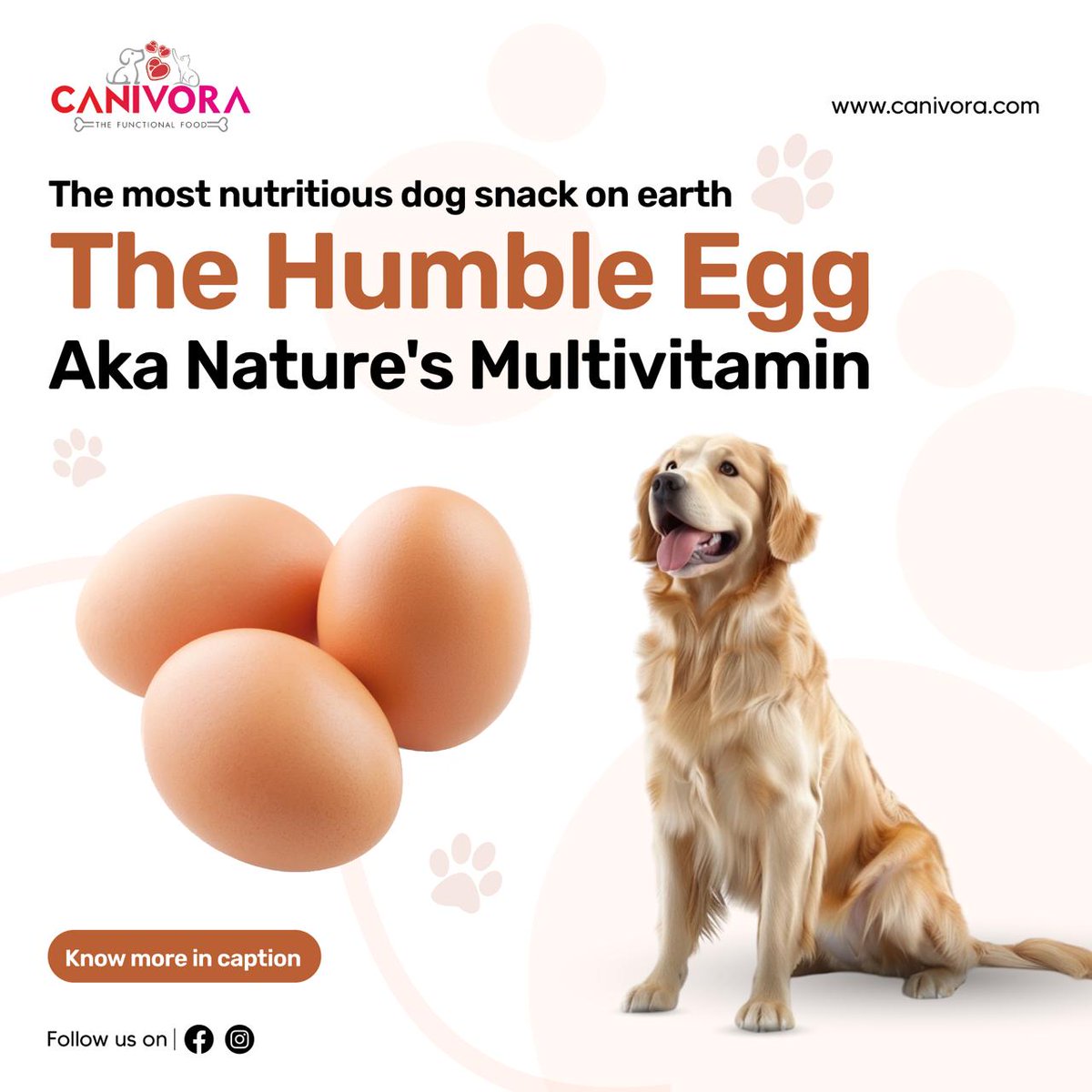 canivora's tweet photo. Eggs are a nutritious treat for dogs, packed with amino acids, vitamins, and choline for brain, liver, and heart health. Cooked eggs protect against salmonella and are easy to digest!

#doghealth #eggsfordogs #healthypets #petnutrition #antioxidants #healthydiet #petwellness https://t.co/1cggoIm2Hl