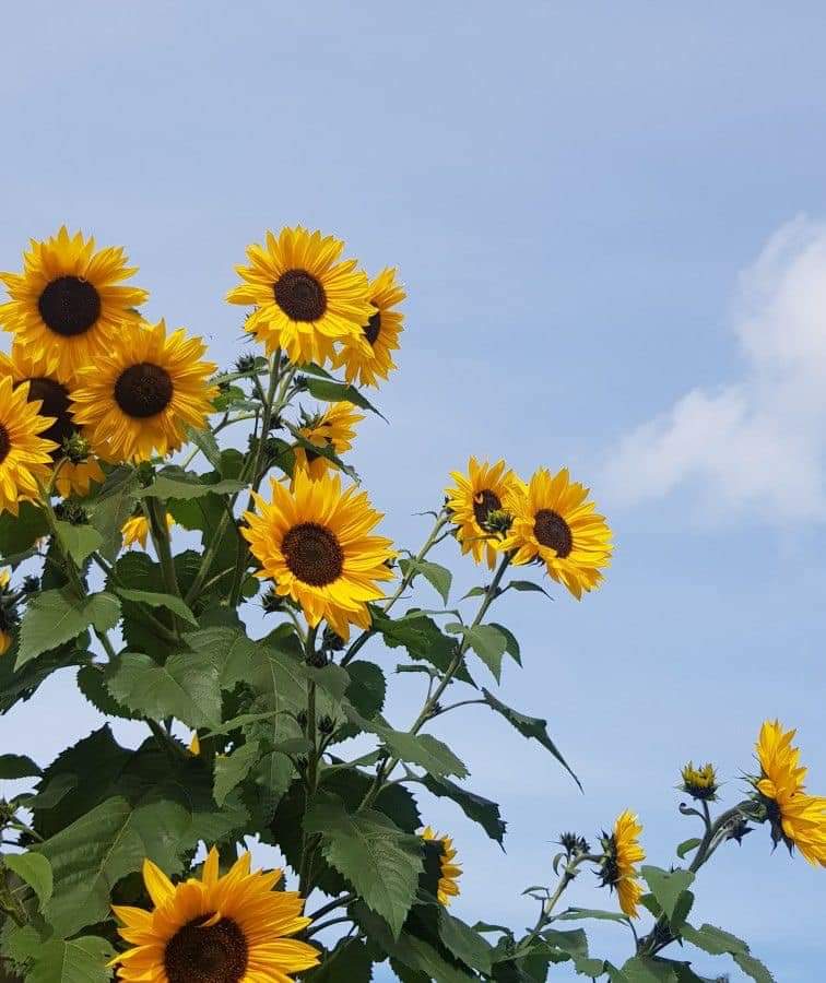 sunflow23002724's tweet photo. จำไว้ว่าอย่าให้ใครกลายเป็นความสุขทั้งหมดของเรา ให้เขาเป็นส่วนประกอบของความสุขก็พอ วันนึงถ้าเสียไปอย่างน้อยเราก็มีความสุขกับเรื่องอื่นๆได้.🌻 https://t.co/gqSDoUIVpv