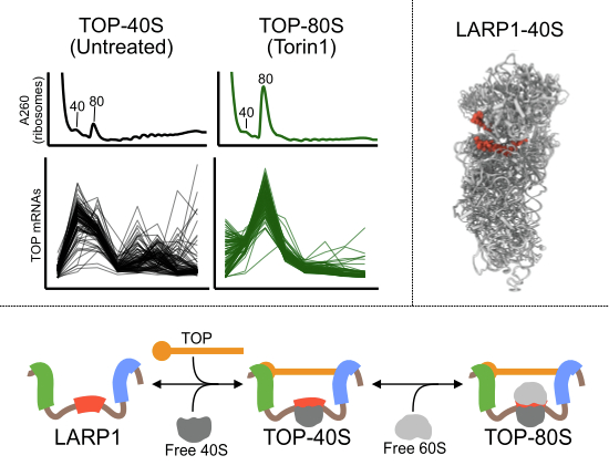 LARP1 binds ribosomes and TOP mRNAs in repressed complexes
Jingdong Cheng, <a href="/GreenLabJHMI/">Green Lab</a> and coworkers find that direct binding in the mRNA channel of the 40S subunit is not required for LARP1-mediated TOP mRNA stabilization or translational repression
embopress.org/doi/full/10.10…