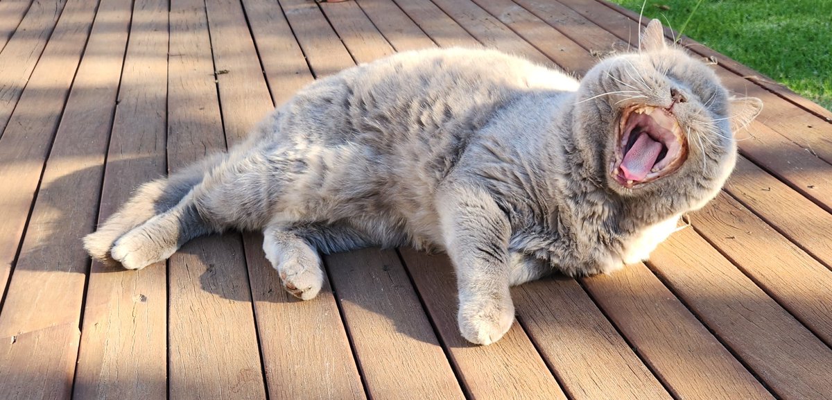 The beast roars. Or is it a yawn? Probably a yawn.
#Winston