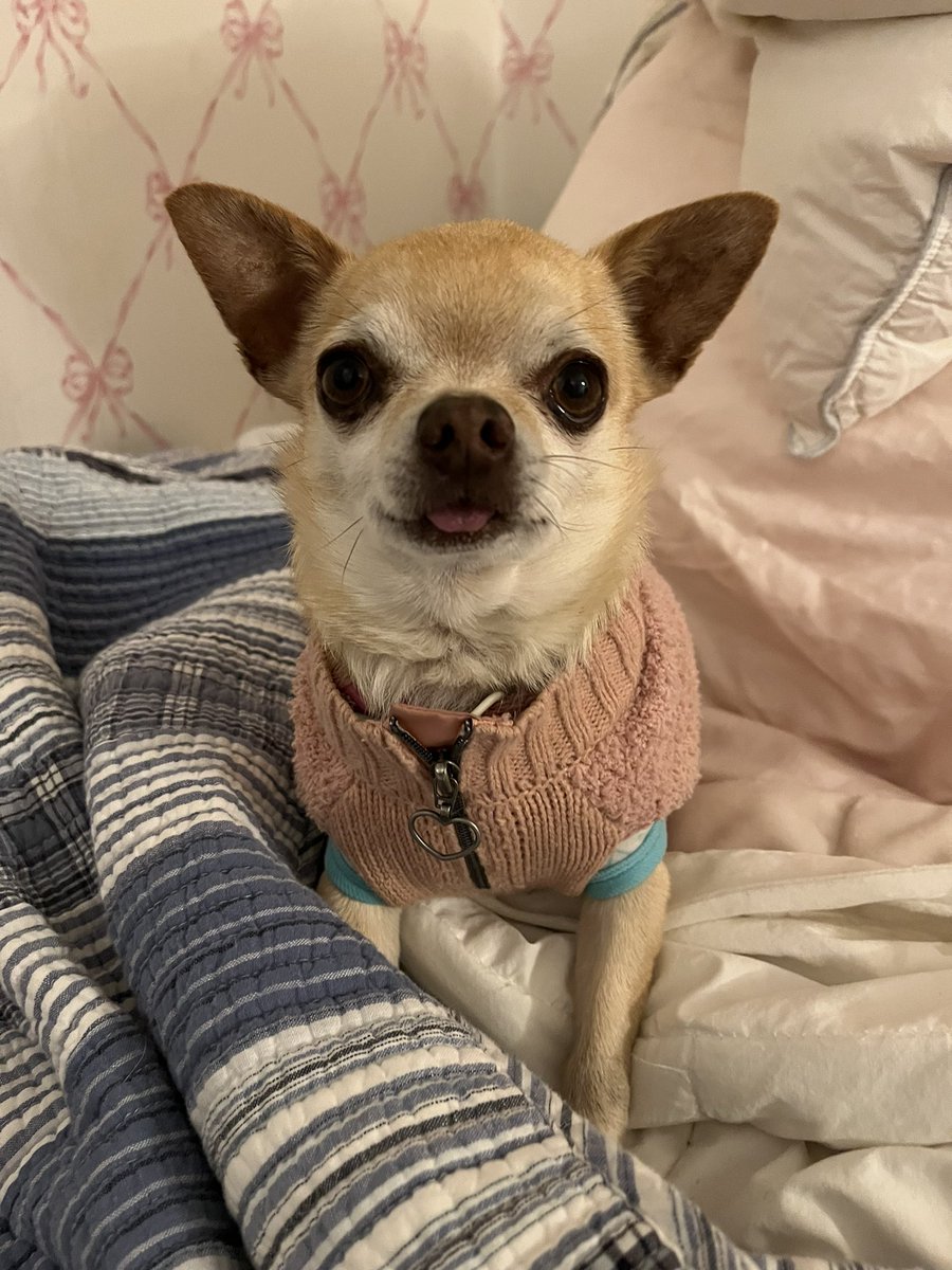 Cherokeebaby's tweet photo. this cutie 🥰🥰🥰 https://t.co/3YAshOG4mG