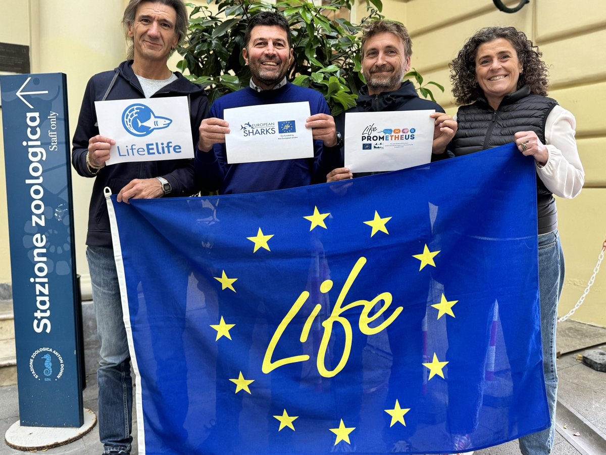 European Sharks - a LIFE project (@lifeeusharks) on Twitter photo Teamwork helps Mediterranean sharks! <a href="/SznDohrn/">Stazione Zoologica Anton Dohrn</a> #sharkteam is creating synergies to increase the reach of 3 shark #LIFEprojects. <a href="/ElifeProject/">elife_project</a> and <a href="/LifePrometheus/">Life Prometheus</a> are testing new selective gear and <a href="/LifeEUsharks/">European Sharks - a LIFE project</a> is increasing governance in Med Teamwork helps Mediterranean sharks! <a href="/SznDohrn/">Stazione Zoologica Anton Dohrn</a> #sharkteam is creating synergies to increase the reach of 3 shark #LIFEprojects. <a href="/ElifeProject/">elife_project</a> and <a href="/LifePrometheus/">Life Prometheus</a> are testing new selective gear and <a href="/LifeEUsharks/">European Sharks - a LIFE project</a> is increasing governance in Med