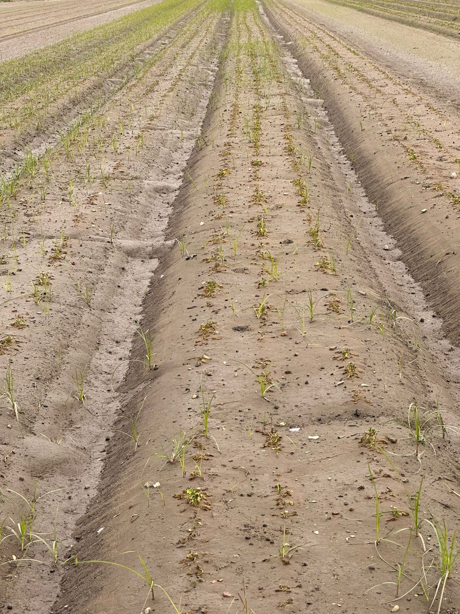 🌧🌧🌧Dimecres passat per aigua. La pagesia de #Gavà mira al cel amb preocupació! quan encara no han pogut desguassar del tot els camps negats per la dana de fa 9 dies, els conreus reben ara una nova tongada de pluja que els pots acabar de fer malbé.📸 <a href="/josep_panyella/">josep pañella</a>