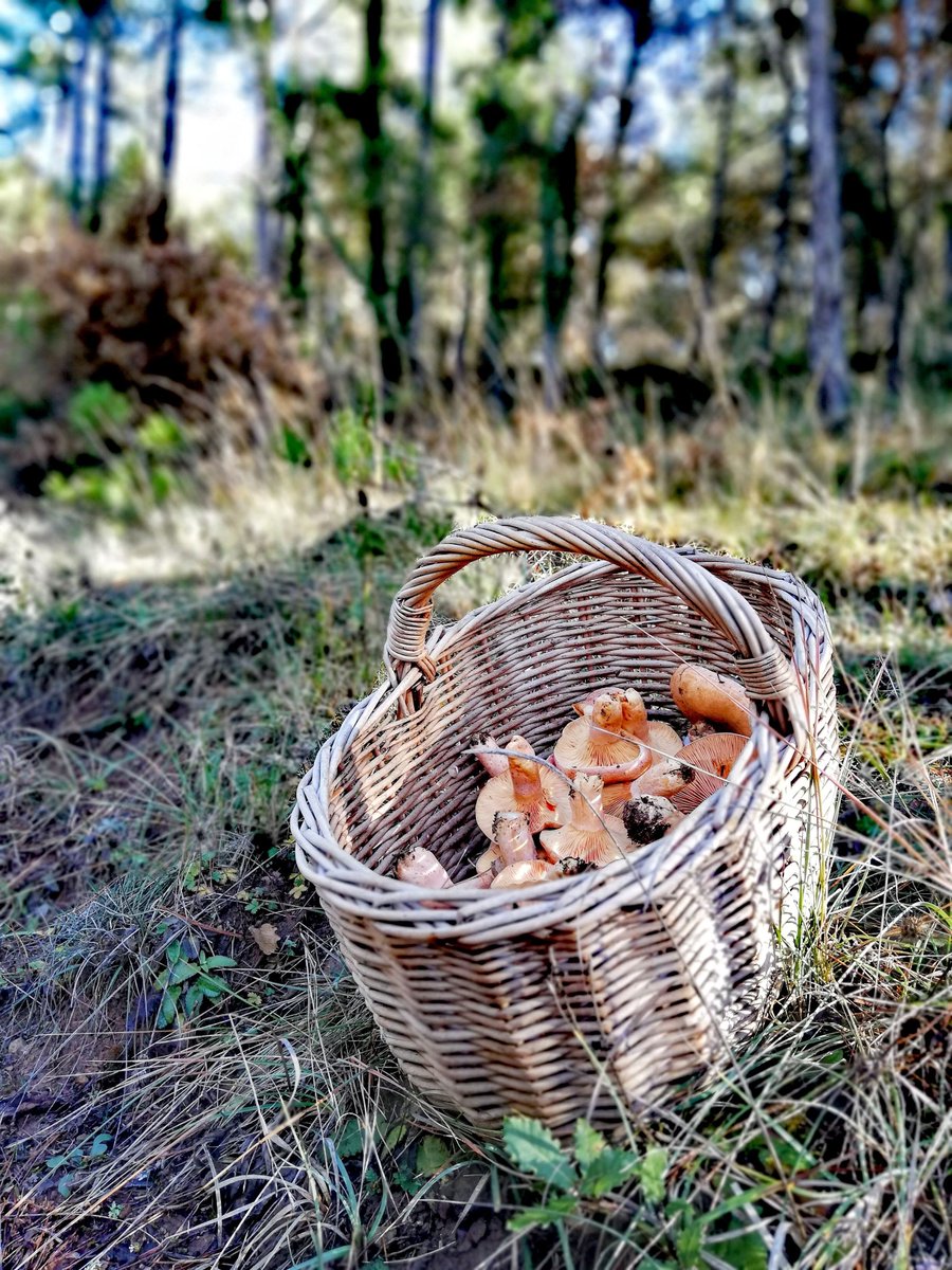 CTFC (@ctforestal) on Twitter photo 🍄El cambio climático podría reducir la producción de boletus y níscalos en Cataluña, según un estudio del #CTFC, la <a href="/UdL_info/">Universitat de Lleida (UdL)</a> y <a href="/Agrotecnio/">Agrotecnio Research Centre</a>, especialmente en algunas de las zonas más productivas.
<a href="/_AlbertMorera/">Albert Morera</a> <a href="/sermigmag/">Sergio de Miguel</a> <a href="/juanmtzda/">Juan Mtzda</a> <a href="/GFBI_Hub_Lleida/">Global Forest Ecosystem Research Group</a>
tuit.cat/43j84 🍄El cambio climático podría reducir la producción de boletus y níscalos en Cataluña, según un estudio del #CTFC, la <a href="/UdL_info/">Universitat de Lleida (UdL)</a> y <a href="/Agrotecnio/">Agrotecnio Research Centre</a>, especialmente en algunas de las zonas más productivas.
<a href="/_AlbertMorera/">Albert Morera</a> <a href="/sermigmag/">Sergio de Miguel</a> <a href="/juanmtzda/">Juan Mtzda</a> <a href="/GFBI_Hub_Lleida/">Global Forest Ecosystem Research Group</a>
tuit.cat/43j84