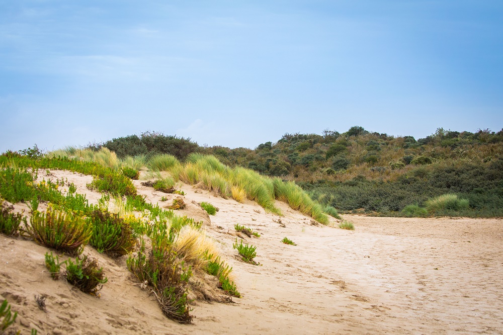 Goed nieuws! Defensie onderzoekt Voornes Duin niet meer als oefenterrein, vanwege de natuur en de nabijheid van woningen. 🌾Inwoners en de gemeente hebben zich hier de afgelopen periode volop voor ingezet. 👉 Meer info: voorneaanzee.nl/voornes-duin-n… #VoornesDuin #Defensie #VoorneAanZee