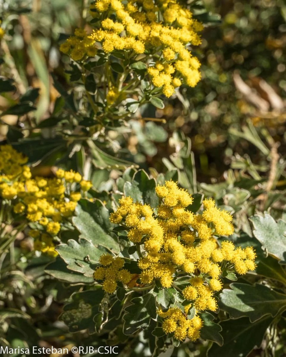 El crisantemo plateado, Ajania pacífica, es otro habitual del otoño. Con sus pequeñas y brillantes inflorescencias amarillas añade color cuando otras plantas se van marchitando. Es además muy atractiva para los polinizadores. En este caso un sírfido.
 #OtoñoRJB #FloresDeOtoño