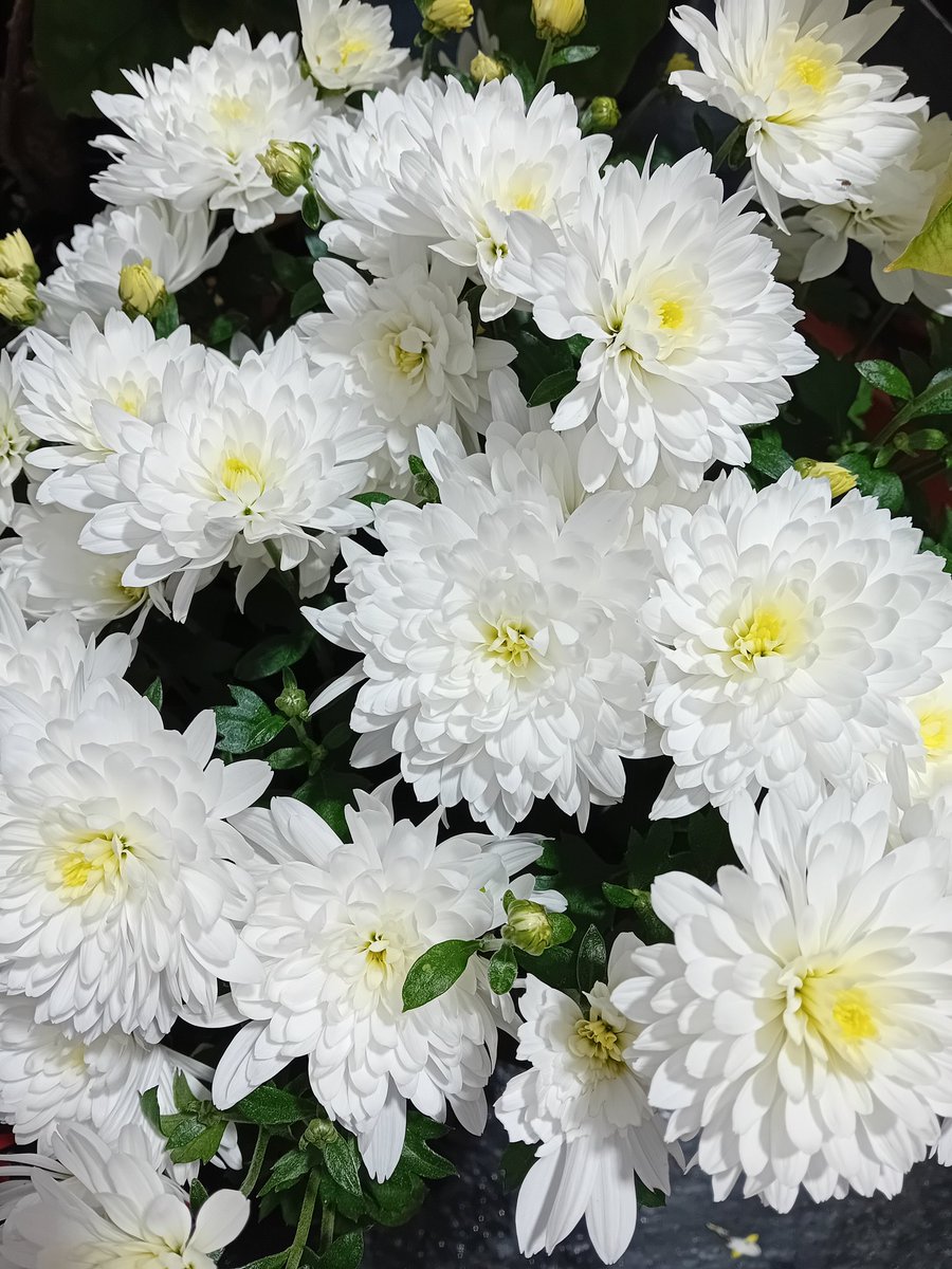 Good morning my friends, white chrysanthemums for you today 🍃 Have a wonderful Wednesday and take care 😘 Always be kind 💞