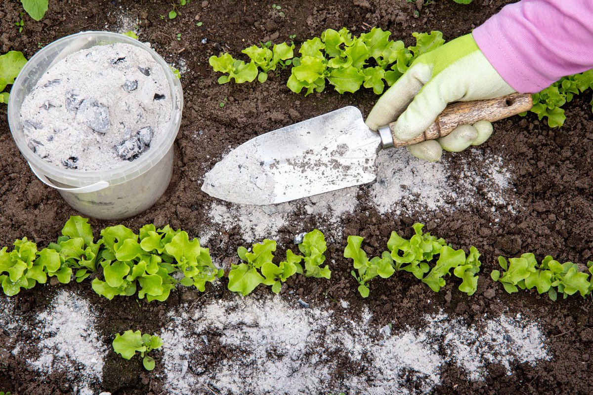 EmmyGisa3's tweet photo. Here are five reasons to incorporate ash into your farming practices:

1️⃣ Improves Soil Fertility: Rich in nutrients like calcium, potassium, and magnesium, ash helps regulate soil acidity and strengthen its structure.

2️⃣ Reduces Pests: Sprinkling ash around plants can repel pests such as slugs and snails.

3️⃣ Stimulates Plant Growth: When applied in moderation, ash enhances crop health and increases plant vigor.

4️⃣ Fights Nematodes: Thanks to its disinfecting properties, ash helps reduce the presence of nematodes in the soil, leading to healthier roots and better crop productivity.

5️⃣ Economical and Natural: Ash is a free, sustainable, and ecological resource—perfect for small farmers and those seeking natural alternatives.

🌍 Ash is beneficial for both gardens and large farms. Make the most of this natural resource!