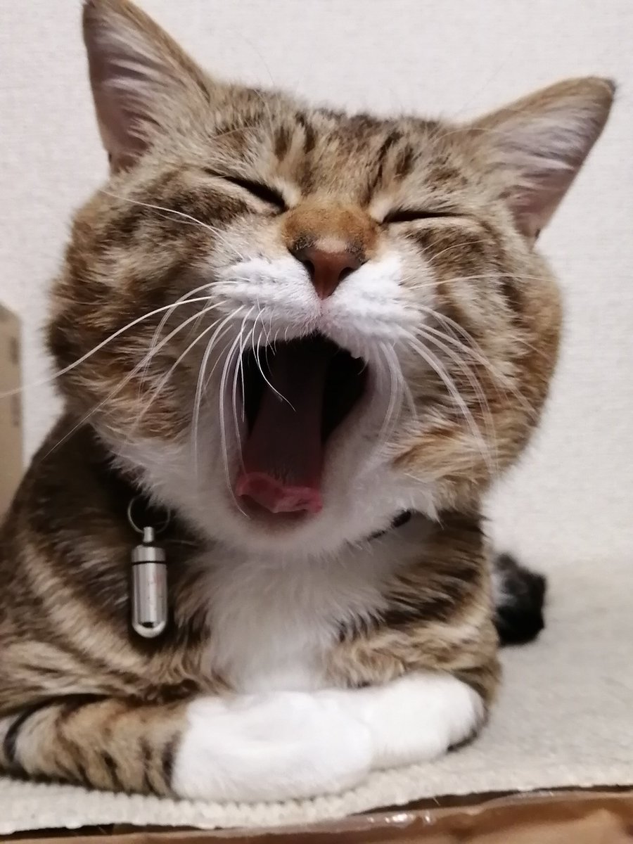 greatmt0625's tweet photo. いなくなった猫の画像です。 https://t.co/iBPKwx2TGn