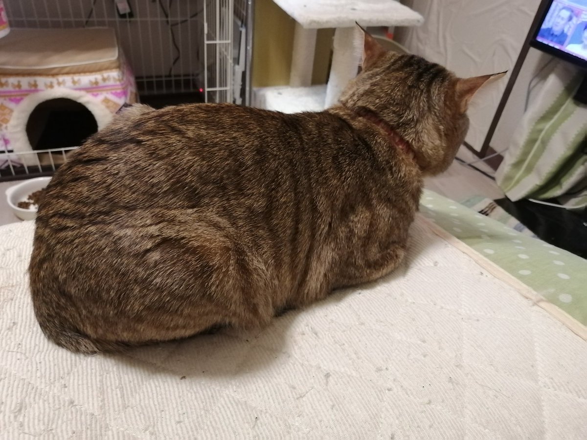 greatmt0625's tweet photo. いなくなった猫の画像です。 https://t.co/iBPKwx2TGn