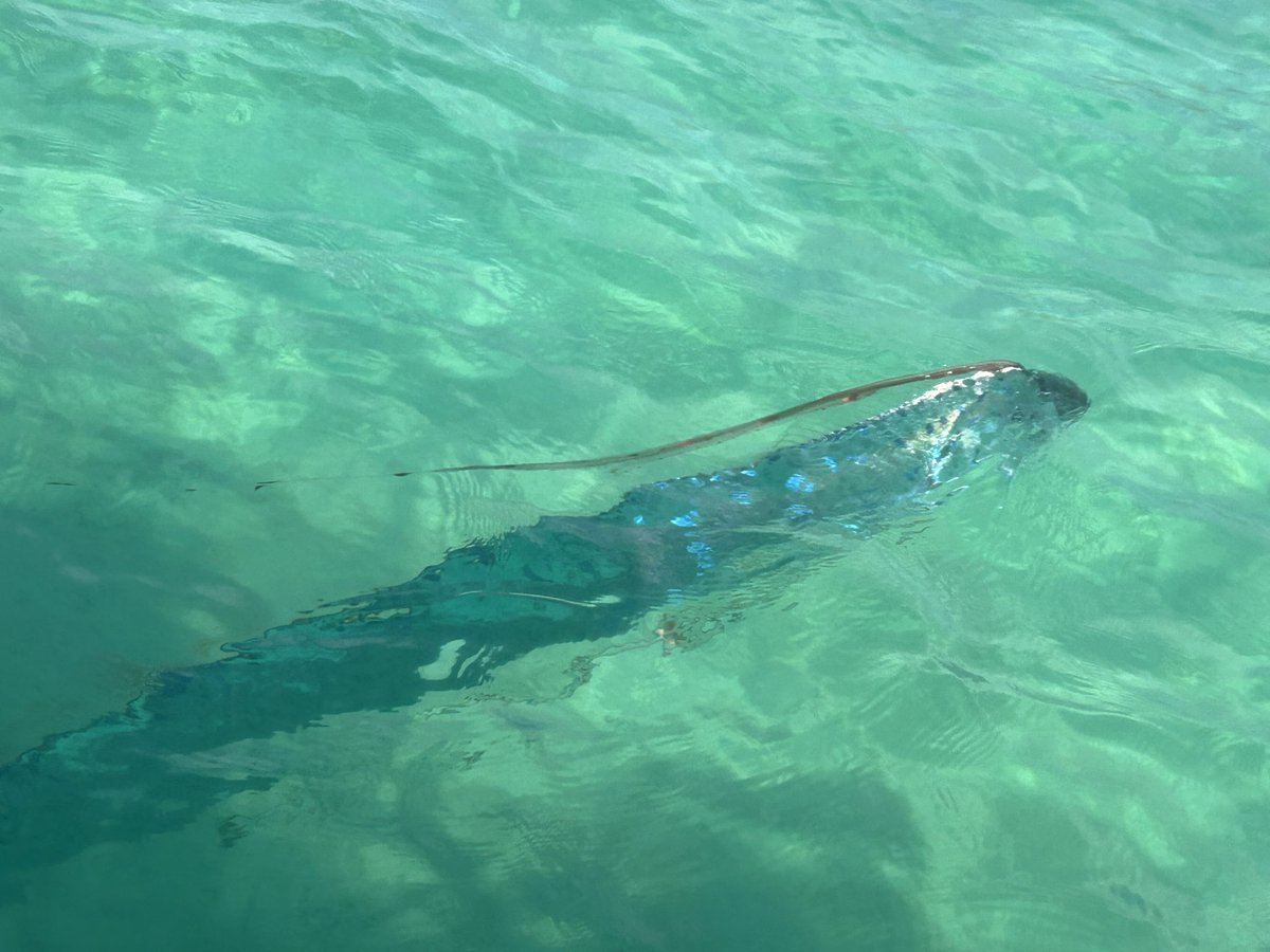 BrunoCluzel's tweet photo. Poisson #apocalypse vu isla espiritu santo au large de la Paz au Mexique ce jour. Pourvu que son nom ne soit qu'une légende ! La dernière fois qu'il a été vu ici c'était il y a 10 ans ! @MexicoesCultura @World_Wildlife https://t.co/miIPaTnrCC