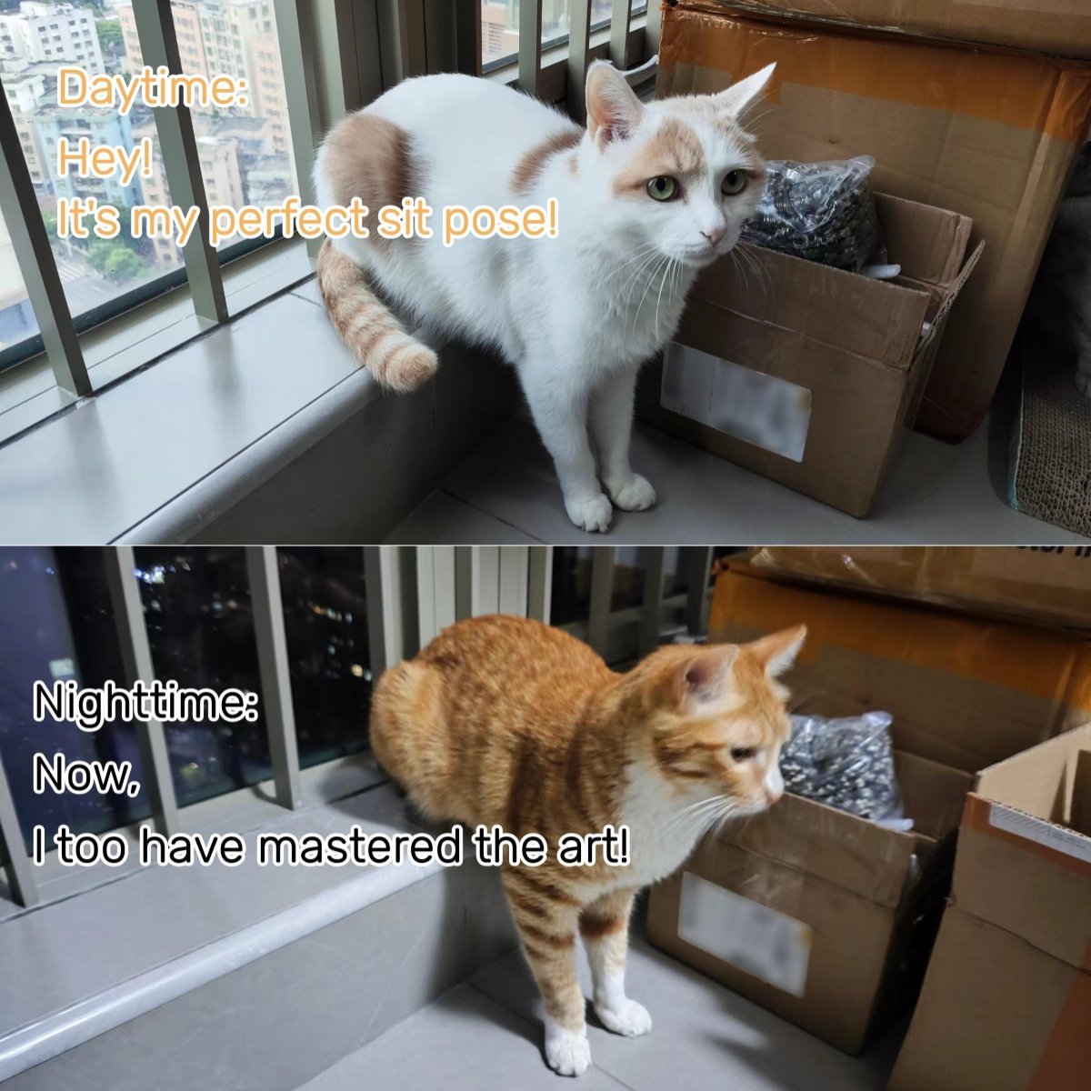 Pawswing's tweet image. Only the smartest cats can master this perfect sitting pose 😼📸 Show this pic to your cat and see if they can pull it off! Test their skills and let us know! 🐾 #SmartCatChallenge #catlife #PawSwing #autocomb #cats