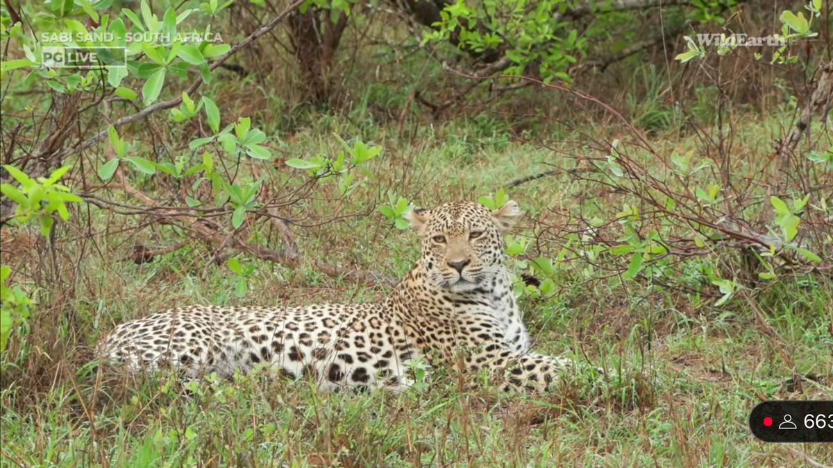 FlyFlyRee's tweet photo. Wonderful to see our boy Maribye. He’s looking great! #wildearth https://t.co/QNDQgW7R6n
