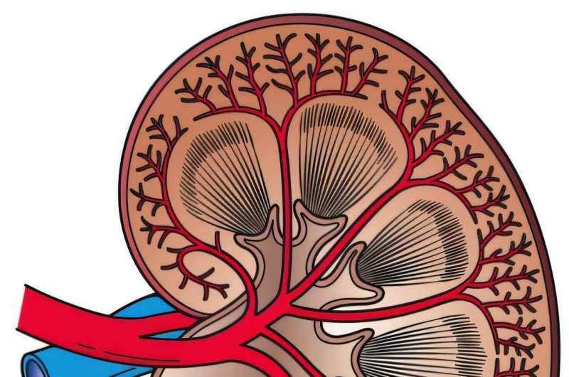 Bsbe2024's tweet photo. Team develops non-invasive biosensor for early kidney disease detection read more at: https://t.co/nPSROJwPut for more related information join at: https://t.co/rBW56Q45G4
#Bio #technologies #sensors #Electronic #skyフレンド募集中 https://t.co/ofv0ZHNofF