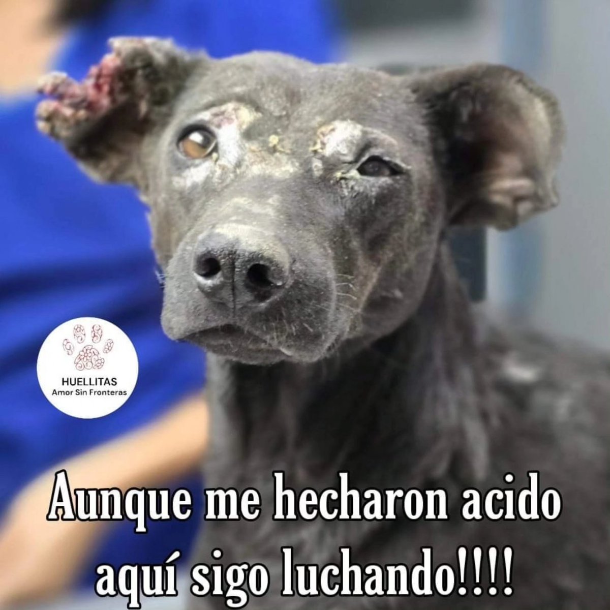 HASF_AnaSDiaz's tweet photo. Lo más cruel 😭😭💔

A esta pequeña nos confirma la doc que si fue quemada con ácido.

Pero aquí sigue hechandole ganas y con una actitud super luchadora, recuerdan ayer que tenia mucho dolor, miedo y no se dejaba mucho tocar.

Pues hoy parece que Diosito le dijo mi'ja usted deje ayudar y querer por que amaneció con una actitud de cooperar para ser ayudada.

Trae derretida su orejita, parte de su carita quemada y trae muchas lastimaduras en su cuerpo por lo mismo, suponemos que donde callo el acido ya que son vomi gotitas donde se hicieron las heridas.

También tenemos que ver si no perdió uno de sus ojitos 💔😭😭😭

Por fis chicos estamos saturados y aun así seguimos ayudando no nos abandonen y ayudenos a poder cubrir gastos de los pequeñitos que van llegando.

Una patita para Maria 🙏🙏🥺

🙏🙏GRACIAS PATITAS AQUI

🐾 Banorte: 4189 1430 5349 0267
🐾 Banamex : 5204 1656 4219 9792
🐾 Banco azteca: 4027 6657 9699 8558
🐾Coppel (OXXO): 4169 1604 5914 0878
🐾Bancomer : 4152 3138 1055 2732 
🐾PayPal: https://t.co/ZRtji14Qaa