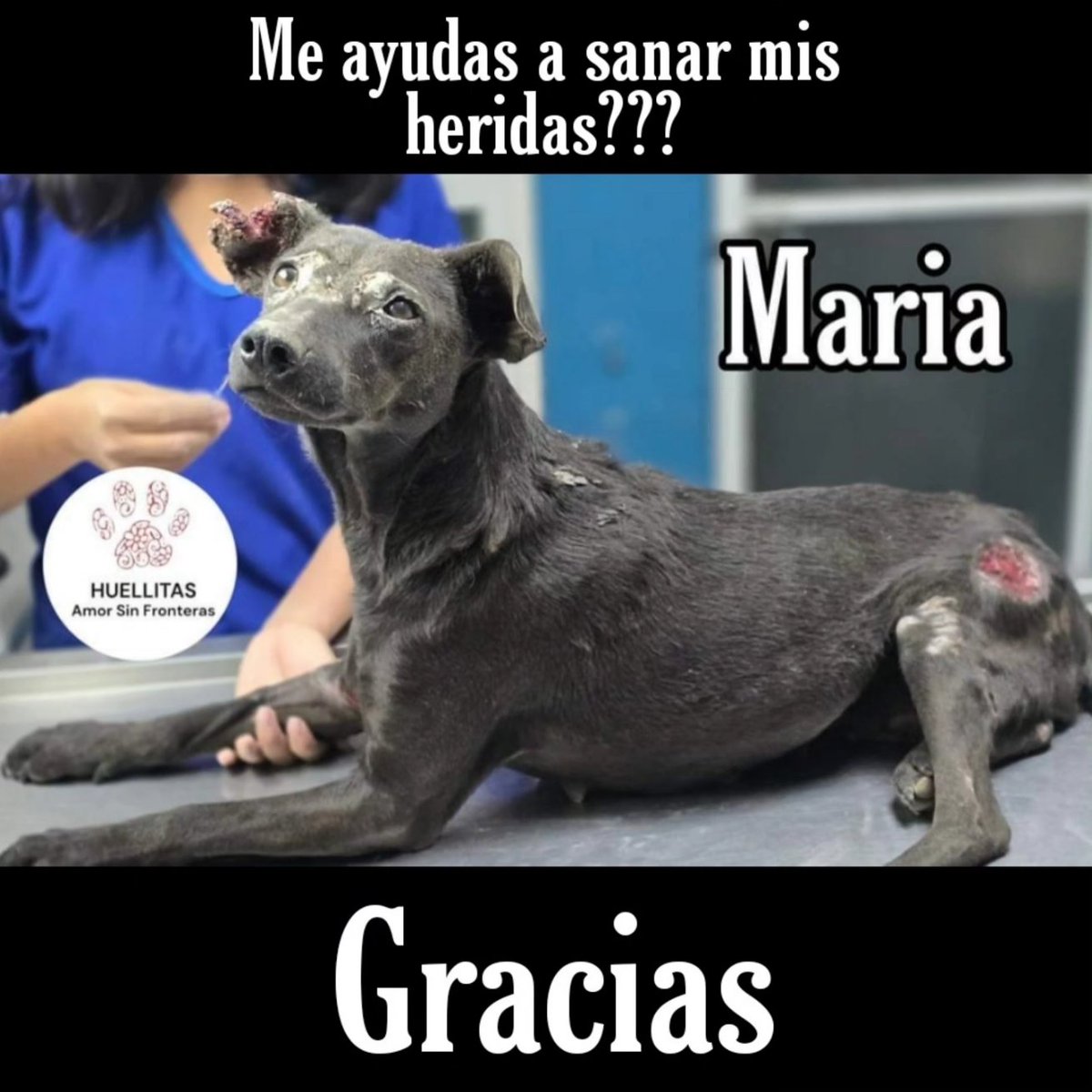 HASF_AnaSDiaz's tweet photo. Lo más cruel 😭😭💔

A esta pequeña nos confirma la doc que si fue quemada con ácido.

Pero aquí sigue hechandole ganas y con una actitud super luchadora, recuerdan ayer que tenia mucho dolor, miedo y no se dejaba mucho tocar.

Pues hoy parece que Diosito le dijo mi'ja usted deje ayudar y querer por que amaneció con una actitud de cooperar para ser ayudada.

Trae derretida su orejita, parte de su carita quemada y trae muchas lastimaduras en su cuerpo por lo mismo, suponemos que donde callo el acido ya que son vomi gotitas donde se hicieron las heridas.

También tenemos que ver si no perdió uno de sus ojitos 💔😭😭😭

Por fis chicos estamos saturados y aun así seguimos ayudando no nos abandonen y ayudenos a poder cubrir gastos de los pequeñitos que van llegando.

Una patita para Maria 🙏🙏🥺

🙏🙏GRACIAS PATITAS AQUI

🐾 Banorte: 4189 1430 5349 0267
🐾 Banamex : 5204 1656 4219 9792
🐾 Banco azteca: 4027 6657 9699 8558
🐾Coppel (OXXO): 4169 1604 5914 0878
🐾Bancomer : 4152 3138 1055 2732 
🐾PayPal: https://t.co/ZRtji14Qaa
