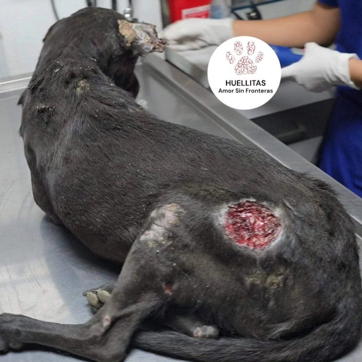 HASF_AnaSDiaz's tweet photo. Lo más cruel 😭😭💔

A esta pequeña nos confirma la doc que si fue quemada con ácido.

Pero aquí sigue hechandole ganas y con una actitud super luchadora, recuerdan ayer que tenia mucho dolor, miedo y no se dejaba mucho tocar.

Pues hoy parece que Diosito le dijo mi'ja usted deje ayudar y querer por que amaneció con una actitud de cooperar para ser ayudada.

Trae derretida su orejita, parte de su carita quemada y trae muchas lastimaduras en su cuerpo por lo mismo, suponemos que donde callo el acido ya que son vomi gotitas donde se hicieron las heridas.

También tenemos que ver si no perdió uno de sus ojitos 💔😭😭😭

Por fis chicos estamos saturados y aun así seguimos ayudando no nos abandonen y ayudenos a poder cubrir gastos de los pequeñitos que van llegando.

Una patita para Maria 🙏🙏🥺

🙏🙏GRACIAS PATITAS AQUI

🐾 Banorte: 4189 1430 5349 0267
🐾 Banamex : 5204 1656 4219 9792
🐾 Banco azteca: 4027 6657 9699 8558
🐾Coppel (OXXO): 4169 1604 5914 0878
🐾Bancomer : 4152 3138 1055 2732 
🐾PayPal: https://t.co/ZRtji14Qaa