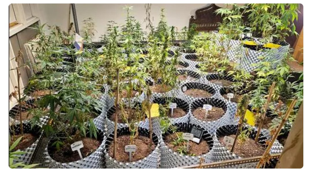 गमले में गाँजा पैदा करने का एक और गुनाहगार पकड़ा गया। ग्रेटर नोएडा का राहुल चौधरी डार्क वेब से ग्राहकों की डिमांड पूरी करता था। उल्लेखनीय है कि बीते साल हैदराबाद में भी साईं रेवानाथ वर्मा घर मे गाँजा पैदा करने के आरोप में गिरफ्तार किया गया था।