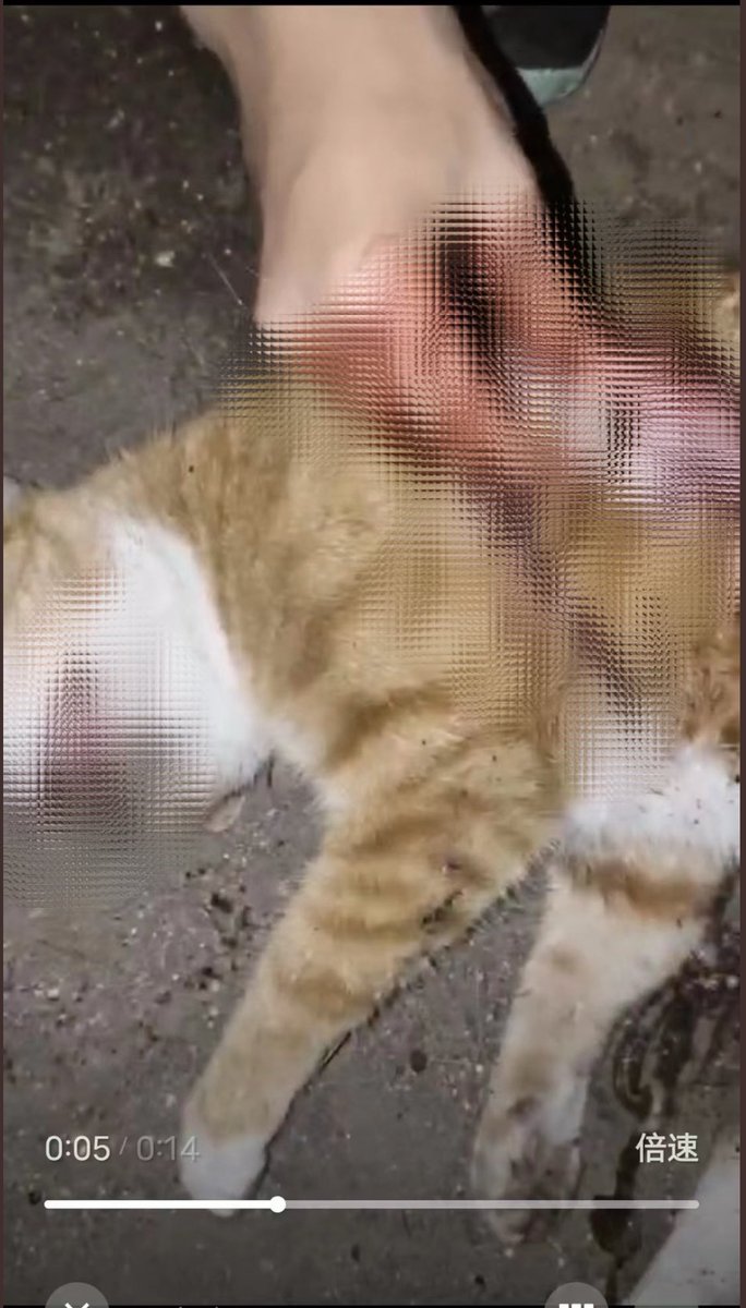 PhaedraXTeddy's tweet image. Should #China🇨🇳 enact #AnimalProtectionLaws?
Meet popular scholar #ChenJinru(陈儒), 15yro Chinese middle schooler, whose HOBBY is #CatAbuse. He pulled out cat‘s intestines alive, which may win him "king of the campus."
He killed 7 cats in a week and brought his loots (cat‘s body…