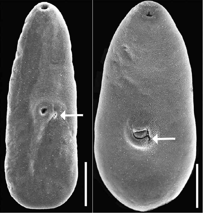 JHelminthology's tweet photo. New flukes just dropped! 
And it's two newly described species of Maritrema which have been found in the guts of  the great black hawks (Buteogallus urubitinga), the laughing gull (Leucophaeus atricilla), and the willet (Tringa semipalmata).
#WormWednesday
https://t.co/6G6gpN3Xv3 https://t.co/9fE7tqVvbs