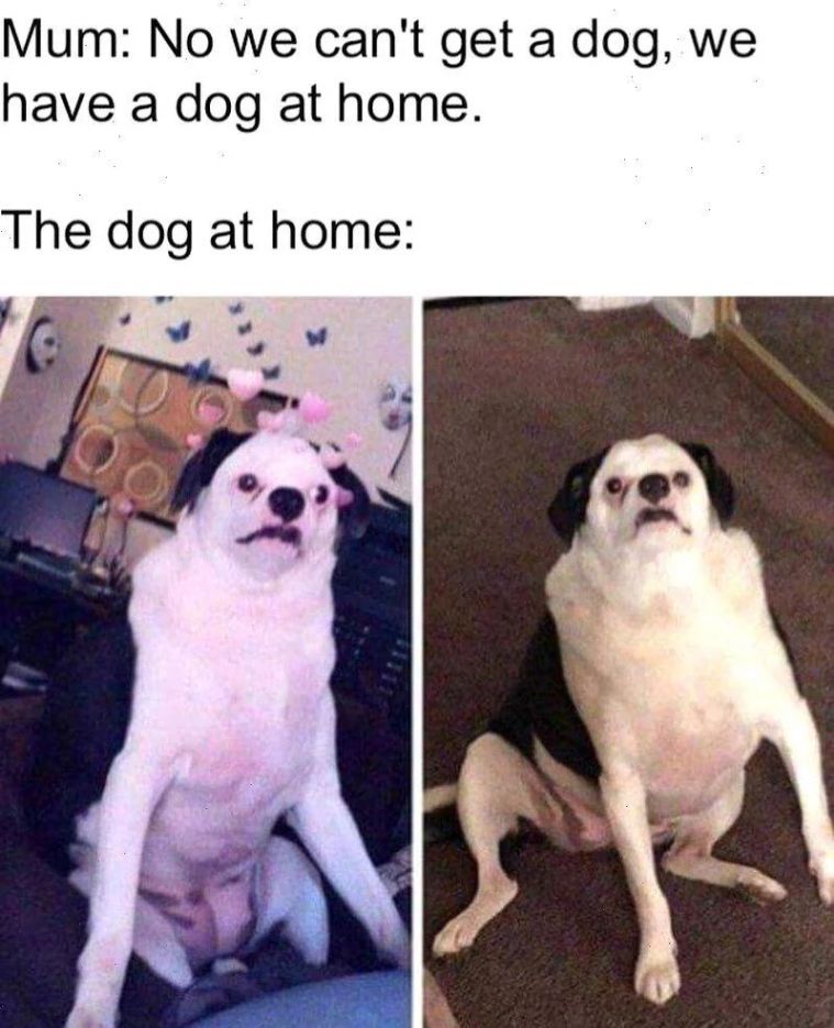 WholesomeMemes (@wholesomememe) on Twitter photo 