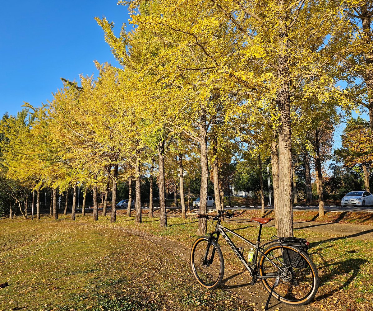 FunkyJijii's tweet photo. 11/13(水)🚙 💨つくば万博記念公園🚴💨💨💨
🍂🍁今週末•••見ごろ・ド真ん中！
時間のある人は⋯ぜひ🍱😋(駐車場無料) https://t.co/BsHJy8gveE