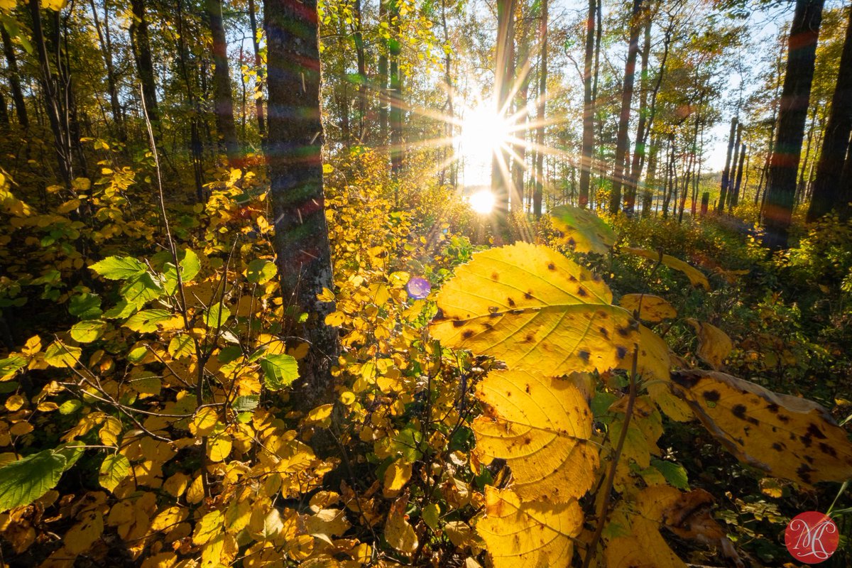 Fall forest 

#yeg #fall #elkislandnationalpark #nature #foliage #sunshine #enjoynature #naturephotography