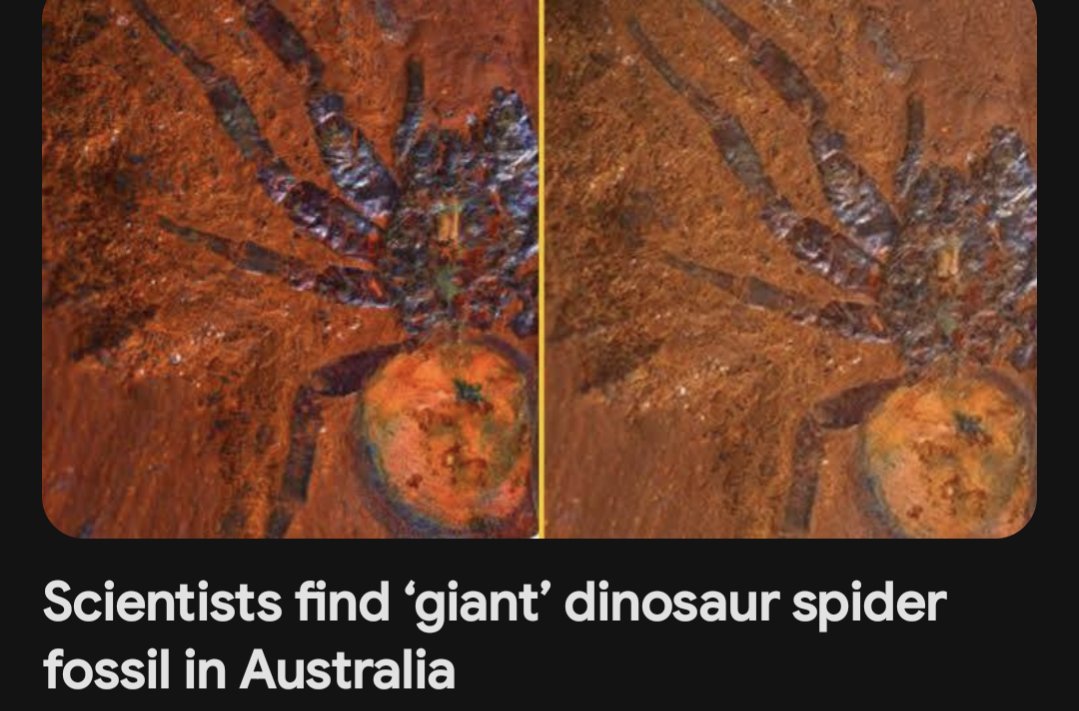 Even their bloody fossils are poisonous animals 🤣