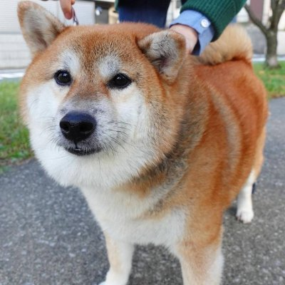 yiyun_dan1's tweet photo. #SOL 链上热点叙事（1）11.13
1. $DOGE @gov_dogesolana
特朗普正式任命马斯克和维维克·拉马斯瓦米共同领导政府效率部（简称DOGE） 25.4M（图1）
9TY6DUg1VSssYH5tFE95qoq5hnAGFak4w3cn72sJNCoV

2. $Jorgie
网红猴子被警察带走 4.3M（图2）
AMgMqadZ7Qpe9PCQwehAG3Xbg5cf8JxCxH7sGCSupump

3. $DJPUMP @djpumpsol
推特金标美国政府保守党附属账号发的币 3.5M（图3）
36CdR7EzFZgu4aEswP6xJy11x3y4sKN62Fc84CGdpump

4. $MOMO @MomoDogSOL
Cheems主人刚刚养的一只新狗，名字叫 Momo 2.3M（图4）
5BKw97mLkc3HyZY88ZjigiXbaqiGFzDbHHQCdCGpump

5. #Ropirito @ropirito
人工智能开发者，推出了Ai机器人@ropirito 1.7M（图5）
CtaVq7fp5xwYFenGQypqdK97LJhTD72GgRsY8e4Npump

6. $SBR @sbronsol
Strategic Bitcoin Reserve，美国比特币战略储备法案 1.2M（图6）
2HHgCLfKA5Rd1Fn9xAxfYzS3XoR5NnuxKDYz2EmWpump

7. $BLUE
BLUECHIP，加密货币中的蓝筹股 1.2M（图7）
2LdDBsMFiCxPurE2oduUKYNNPHsAuUKyx1Wp5coXpump

8. $Eyare @EyareSolana
卡尔加里动物园两岁大猩猩意外死亡 949K（图8）
G5V5hN3rvXYEJsMdroG1CMCzZM3BmtH3BueNFTgDpump

全网最快扫链-闪电交易
Photon（光子）：https://t.co/FmwWwdi9o5

手机APP交易，快人一步
Dexx入口：https://t.co/YBfl6xP8Sq