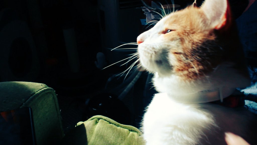 Gonzo Does Tweets🐈he/him tweet media