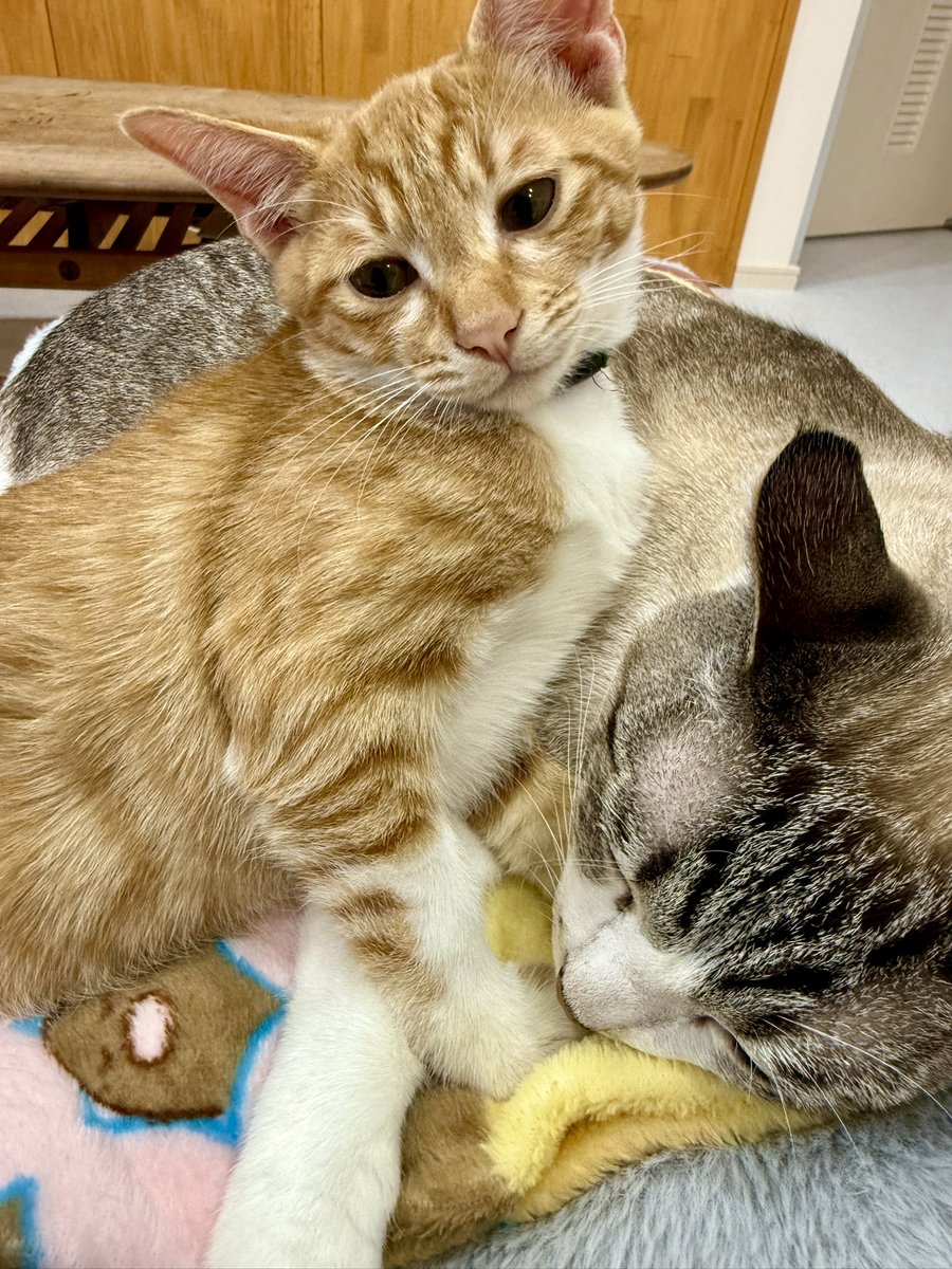 omochi_nam01's tweet photo. おだんごは避妊手術をする為に、1泊で動物病院へ。 きりたんがめっちゃ寂しそう。 明日には帰ってくるからね。。 https://t.co/Up0NrF18PI