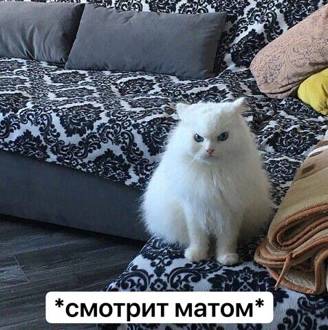 borsique's tweet photo. Средовое https://t.co/91o1Hzfzto