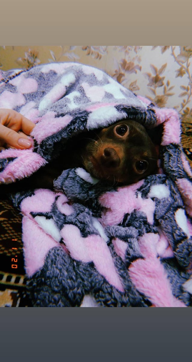 Сегодня не стало моего друга,моей любимой собаки, моего Кузи💔💔💔
Я тебя люблю
Беги по радуге, малыш 💔 😭