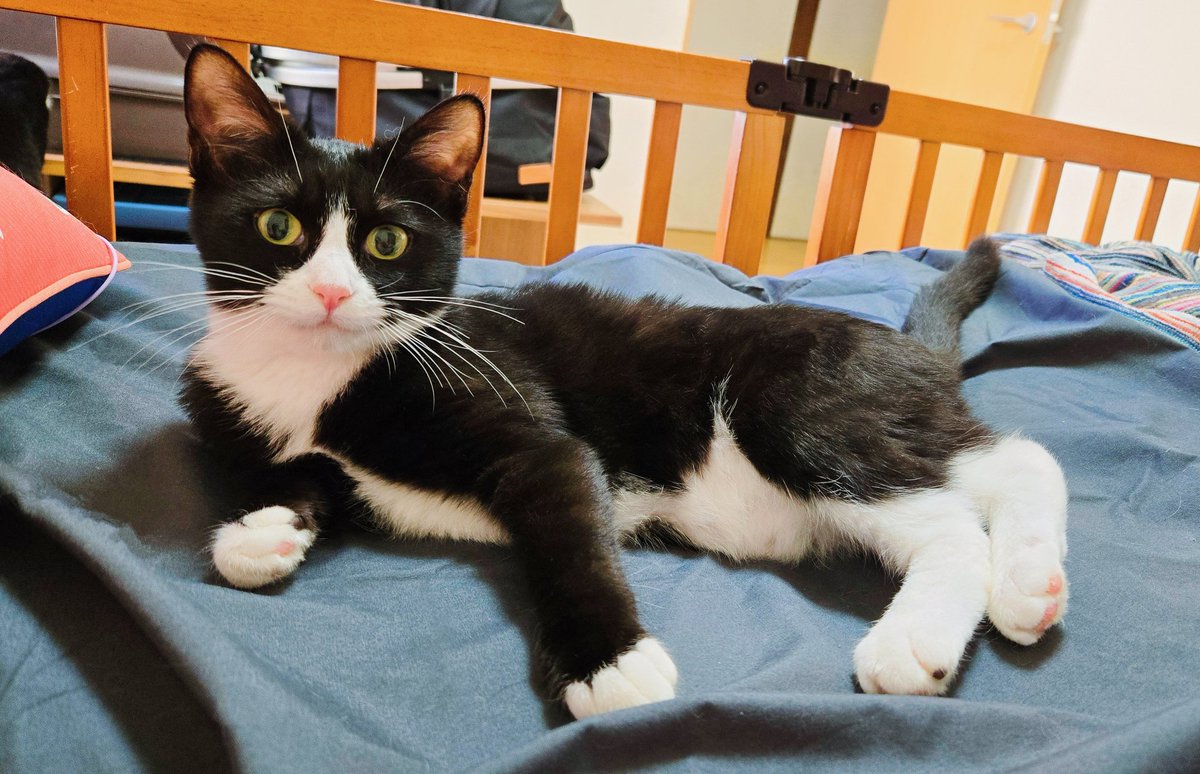 今年の5月に自宅のポスト📪に入っていた子猫ちゃん。 名前は｢ひまり