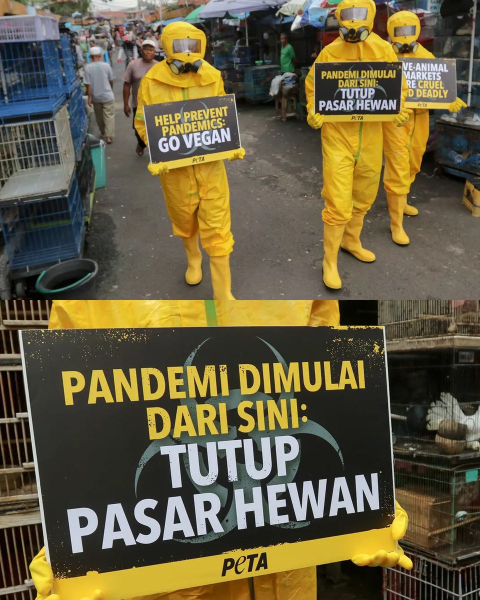 Mongabay Indonesia tweet media