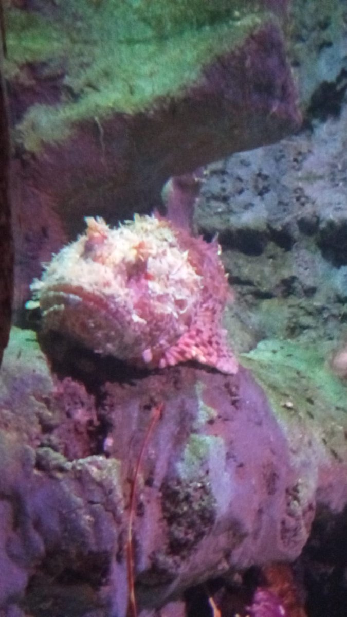 CFPMarmande's tweet photo. 📸✨ Retour sur la journée d'hier à La Rochelle et programme du jour ! 🐠🍽️

#LaRochelle #VoyagePédagogique #IleDeRé #Aquarium #LeGaée #TerraAventura #FortificationsVauban #CitéDeLaFormation https://t.co/TBKOwdXoVI
