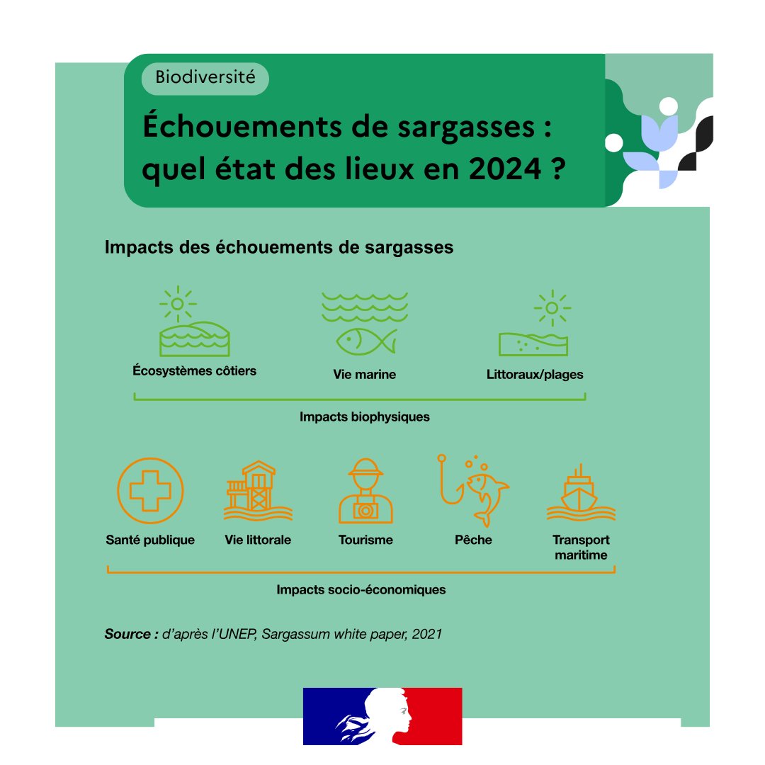 🌍Les sargasses sont des algues brunes qui dérivent en surface des mers et océans au gré des courants marins. Depuis 2019, des échouements massifs surviennent chaque année en #Martinique et en #Guadeloupe, générant de véritables crises.
🧐En savoir + ➡️notre-environnement.gouv.fr/actualites/bre…