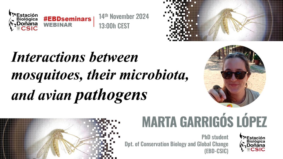 Estación Biológica de Doñana - CSIC (@ebdonana) on Twitter photo #EBDSeminars New PhD project presentation this Thursday!
🔹 Interactions between mosquitoes, their microbiota, and avian pathogens
🔸 <a href="/GarrigosMarta/">Marta Garrigós</a>
📅 14th November, 13h CET
Live: buff.ly/3AtRKDV #EBDSeminars New PhD project presentation this Thursday!
🔹 Interactions between mosquitoes, their microbiota, and avian pathogens
🔸 <a href="/GarrigosMarta/">Marta Garrigós</a>
📅 14th November, 13h CET
Live: buff.ly/3AtRKDV