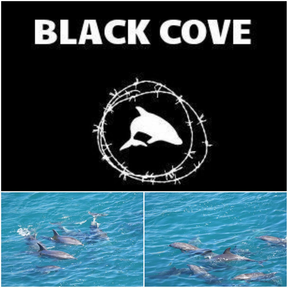 😭💔😭
About 10 bottlenose dolphins were driven into the cove and netted. 
Their fate will be decided tomorrow... captivity or murder. 
🖤💔🖤
#taiji #wakayama #japan #ShigeruIshiba #StopKillingDolphins #NoTradition  #blackcove #bottlenosedolphins #CaptivityKills #DontBuyATicket